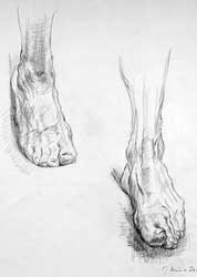 study of feet