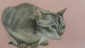 gatto - pastello secco