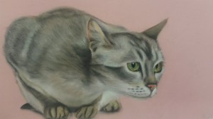 cat, dry pastel