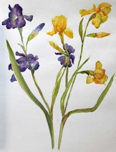  painting of iris flower with watercolor on paper